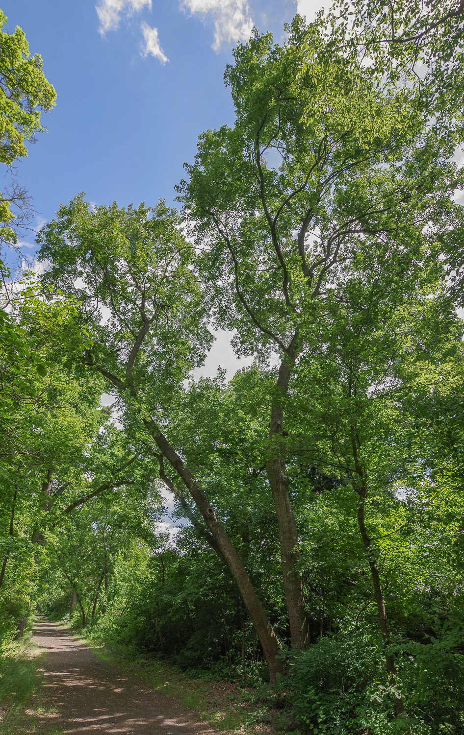 Acer monspessulanum - Berlin-Zehlendorf - Mai 2026