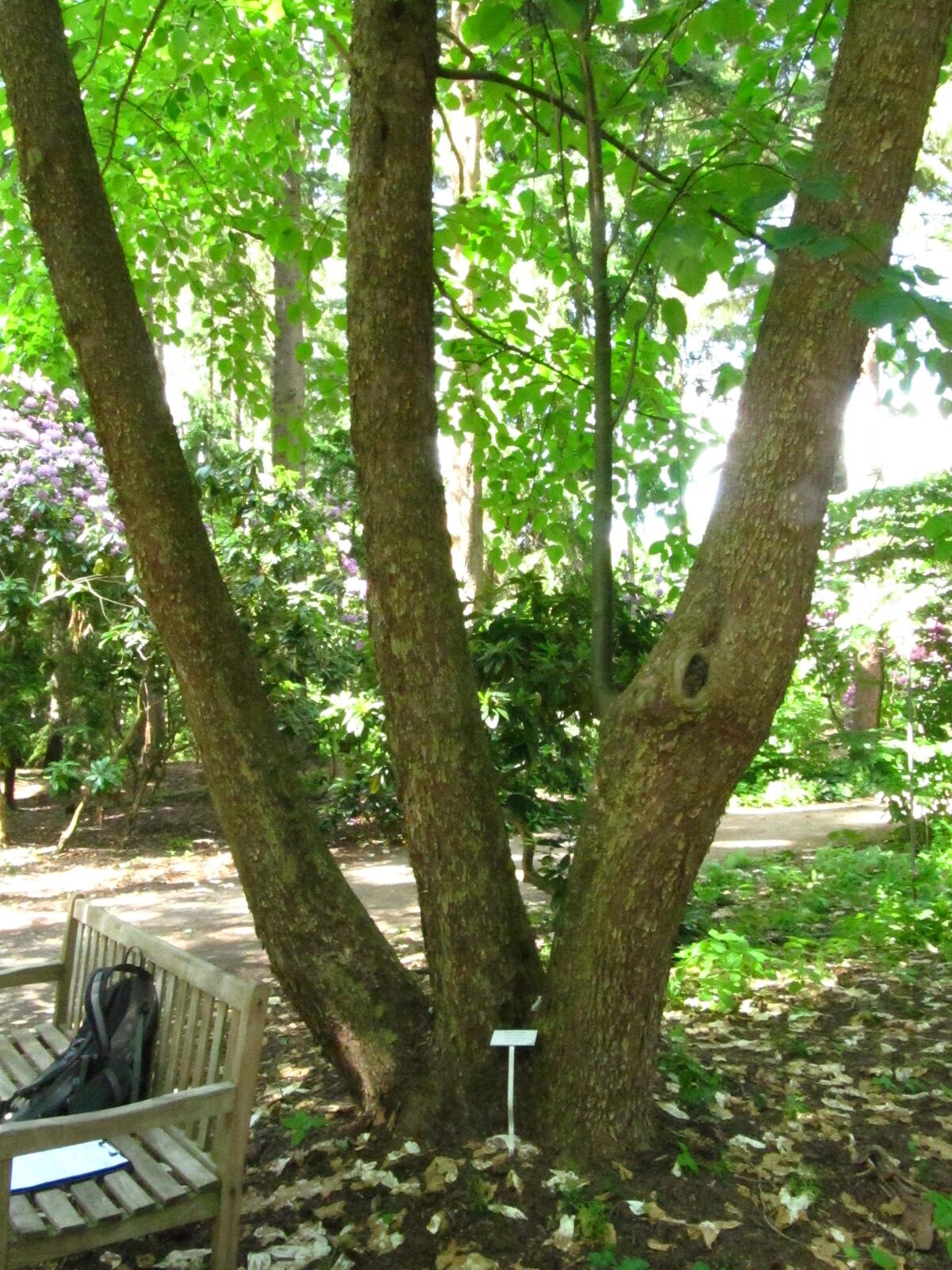 Davidia involucrata var. vilmoriniana - Wiefelstede-Gristede - Mai 2026