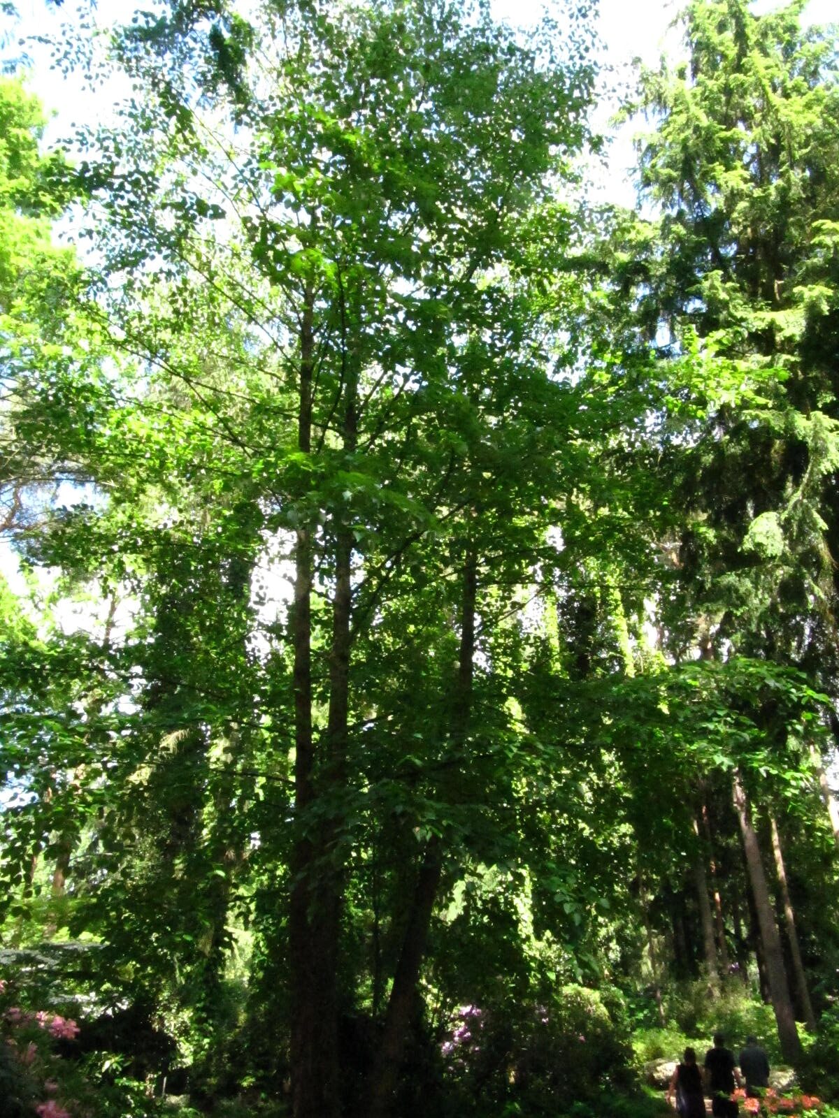 Davidia involucrata var. vilmoriniana - Wiefelstede-Gristede - Mai 2026