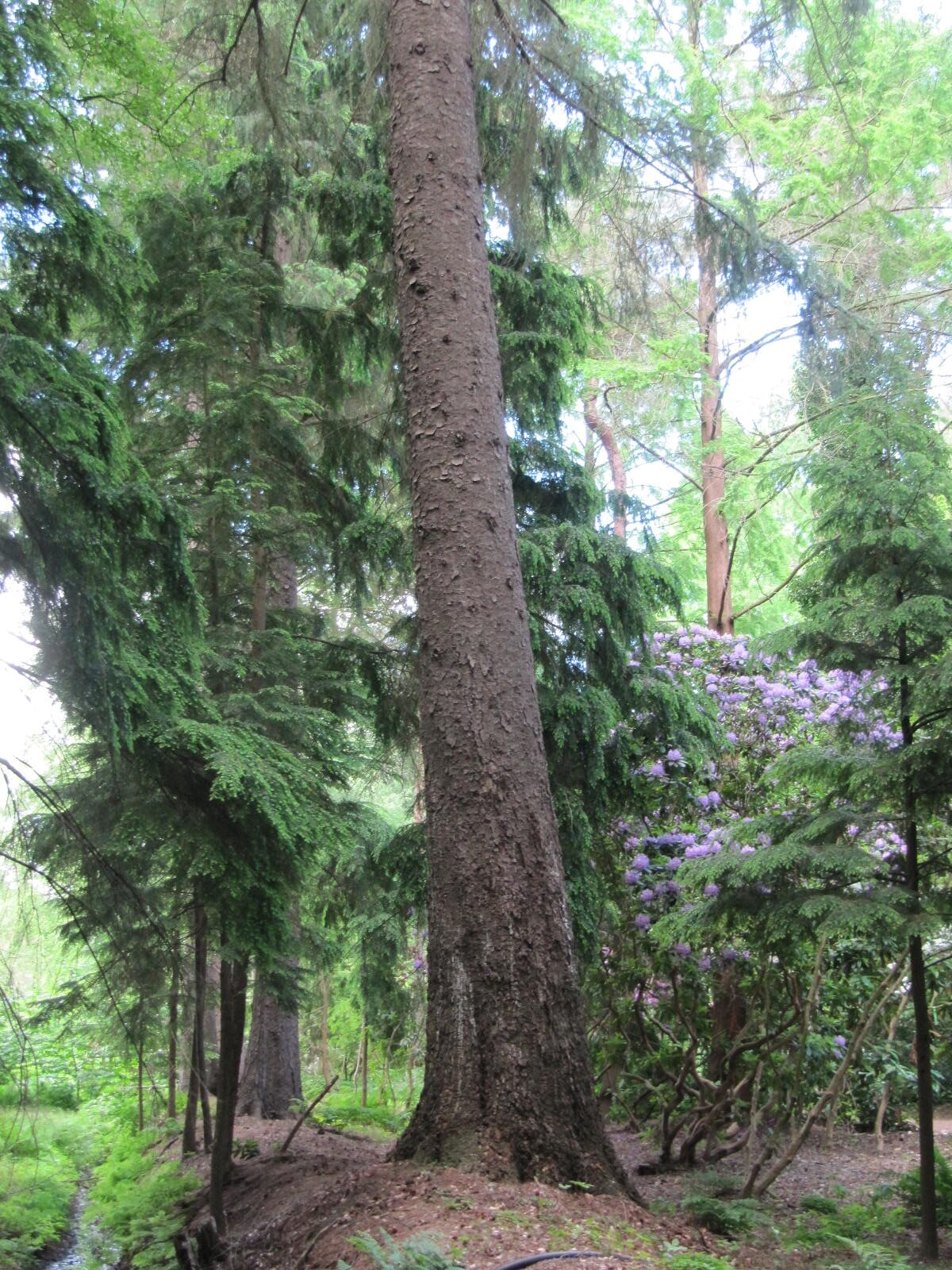 Picea sitchensis - Wiefelstede-Gristede - Mai 2026