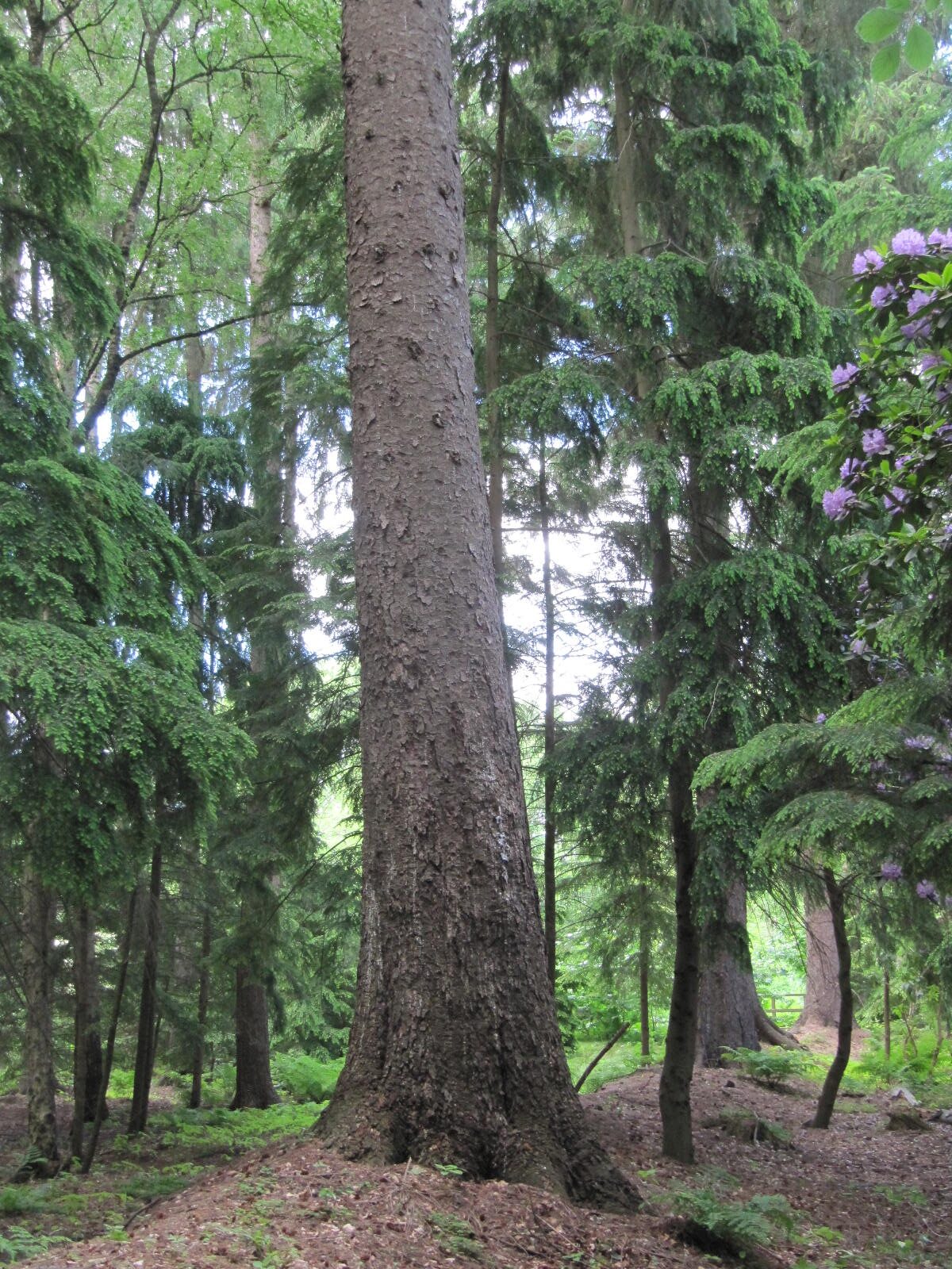 Picea sitchensis - Wiefelstede-Gristede - Mai 2026