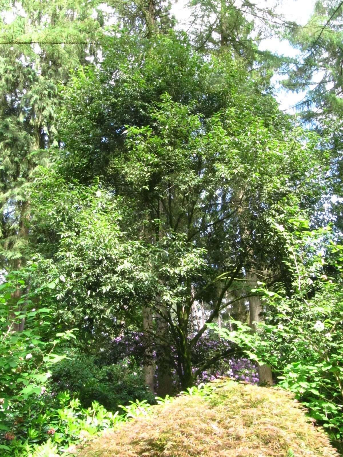 Quercus myrsinifolia - Wiefelstede-Gristede - Mai 2026