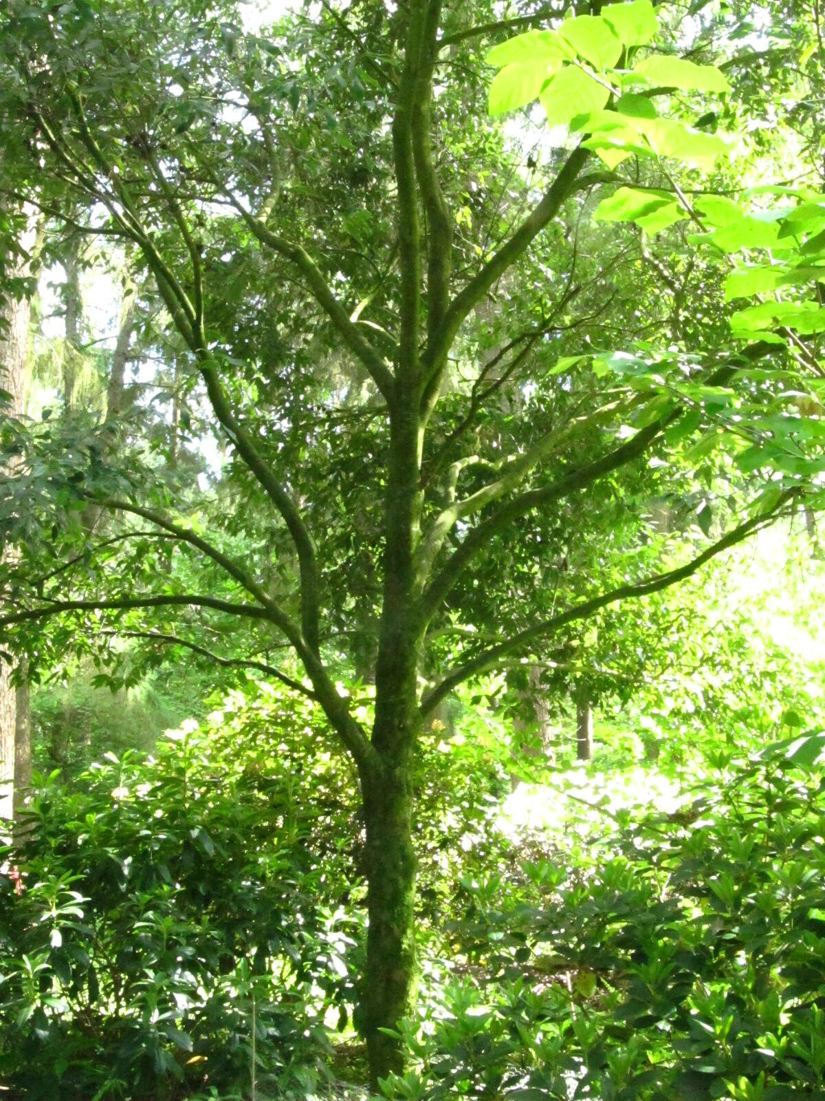 Quercus myrsinifolia - Wiefelstede-Gristede - Mai 2026