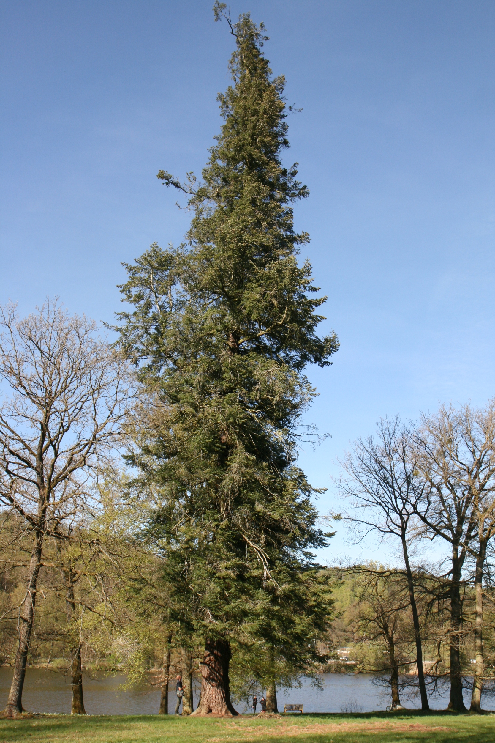 Abies grandis - Gerstungen-Wilhelmsthal - Mai 2026