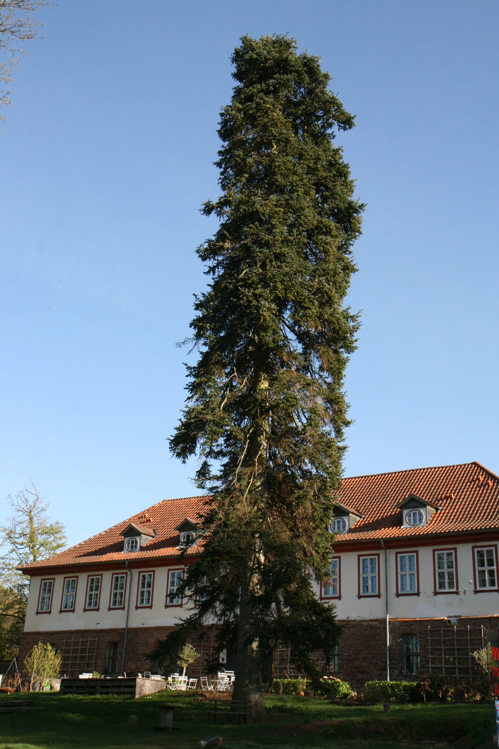 Abies nordmanniana - Gerstungen-Wilhelmsthal - Mai 2026