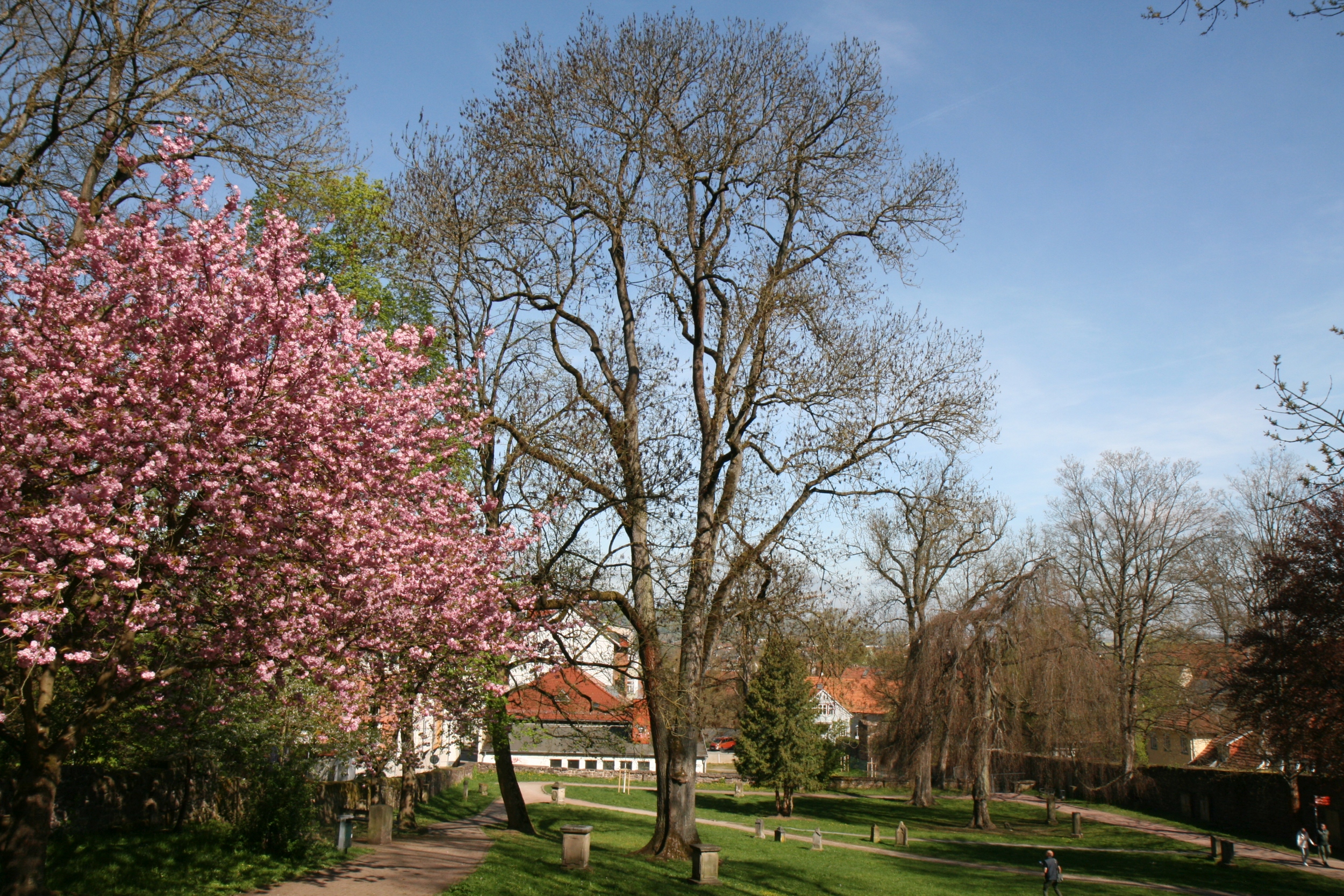 Fraxinus excelsior - Eisenach - Mai 2026