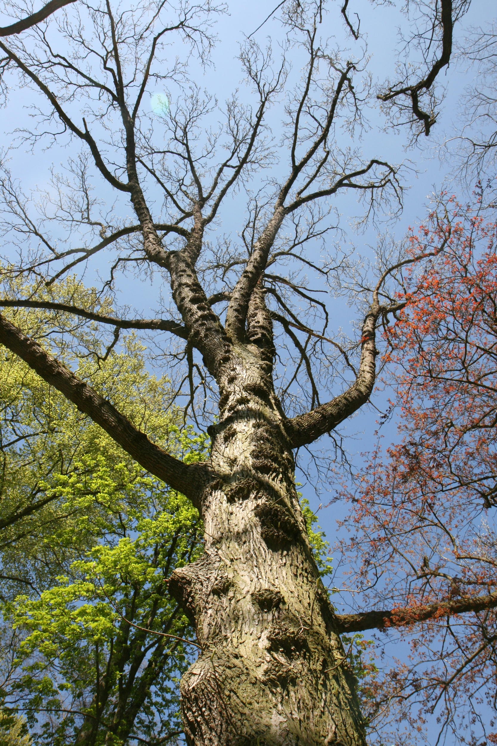 Magnolia acuminata - Eisenach - Mai 2026