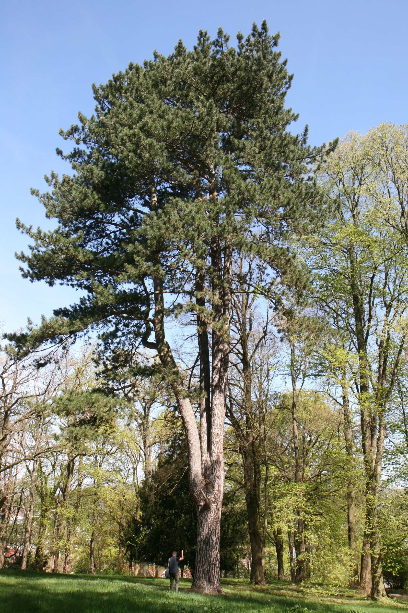 Pinus nigra - Eisenach - Mai 2026