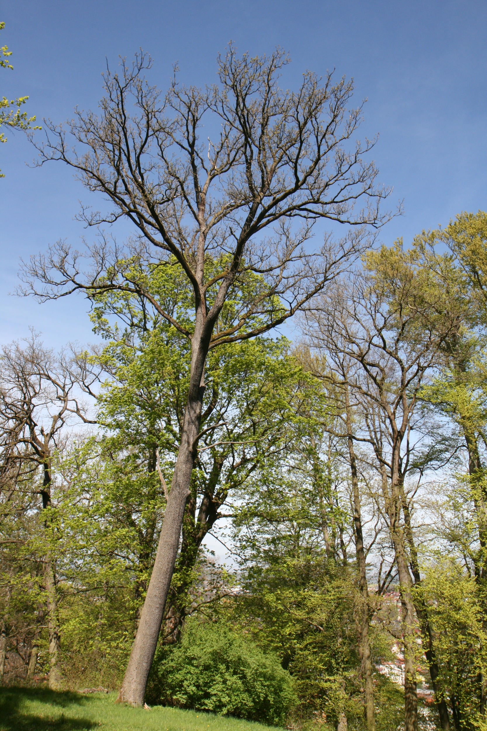 Quercus petraea - Eisenach - Mai 2026
