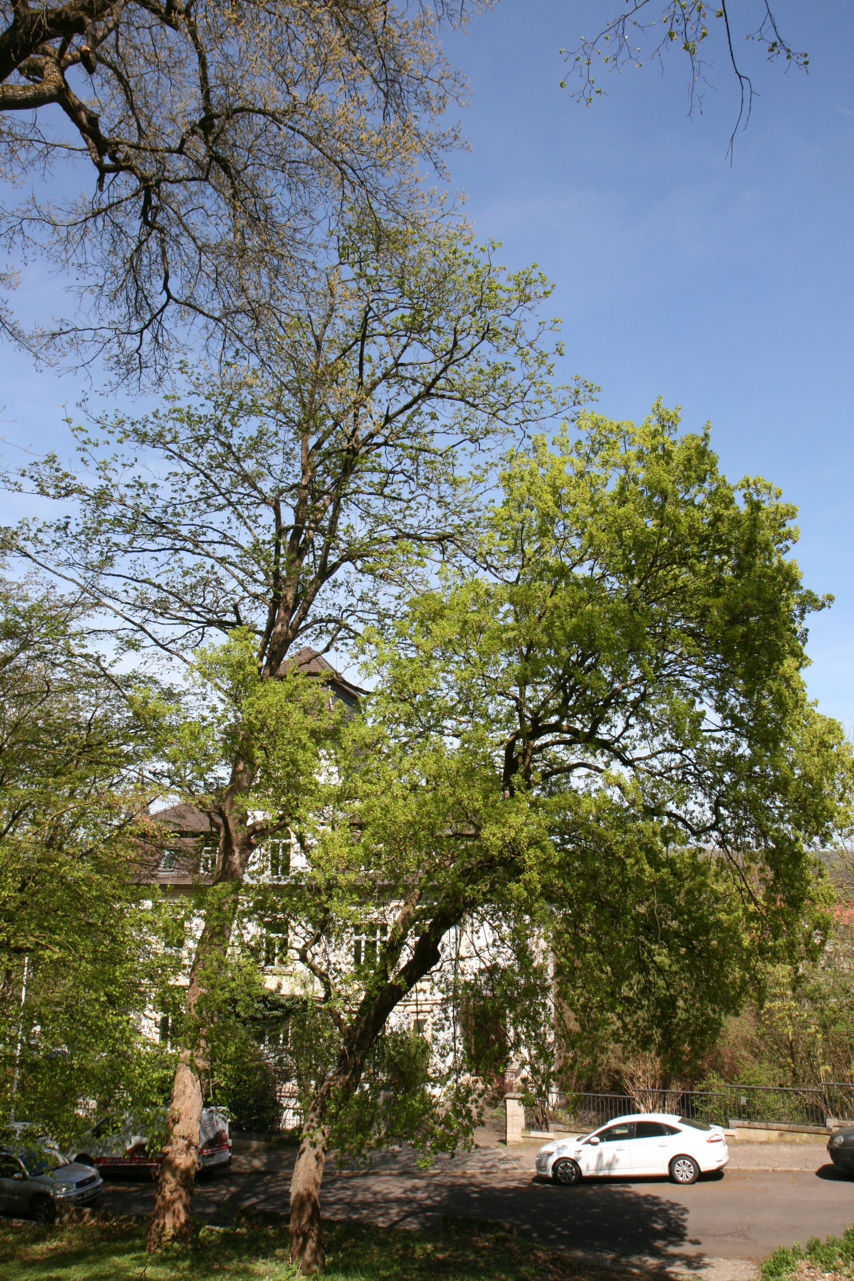 Acer monspessulanum - Eisenach - Mai 2026