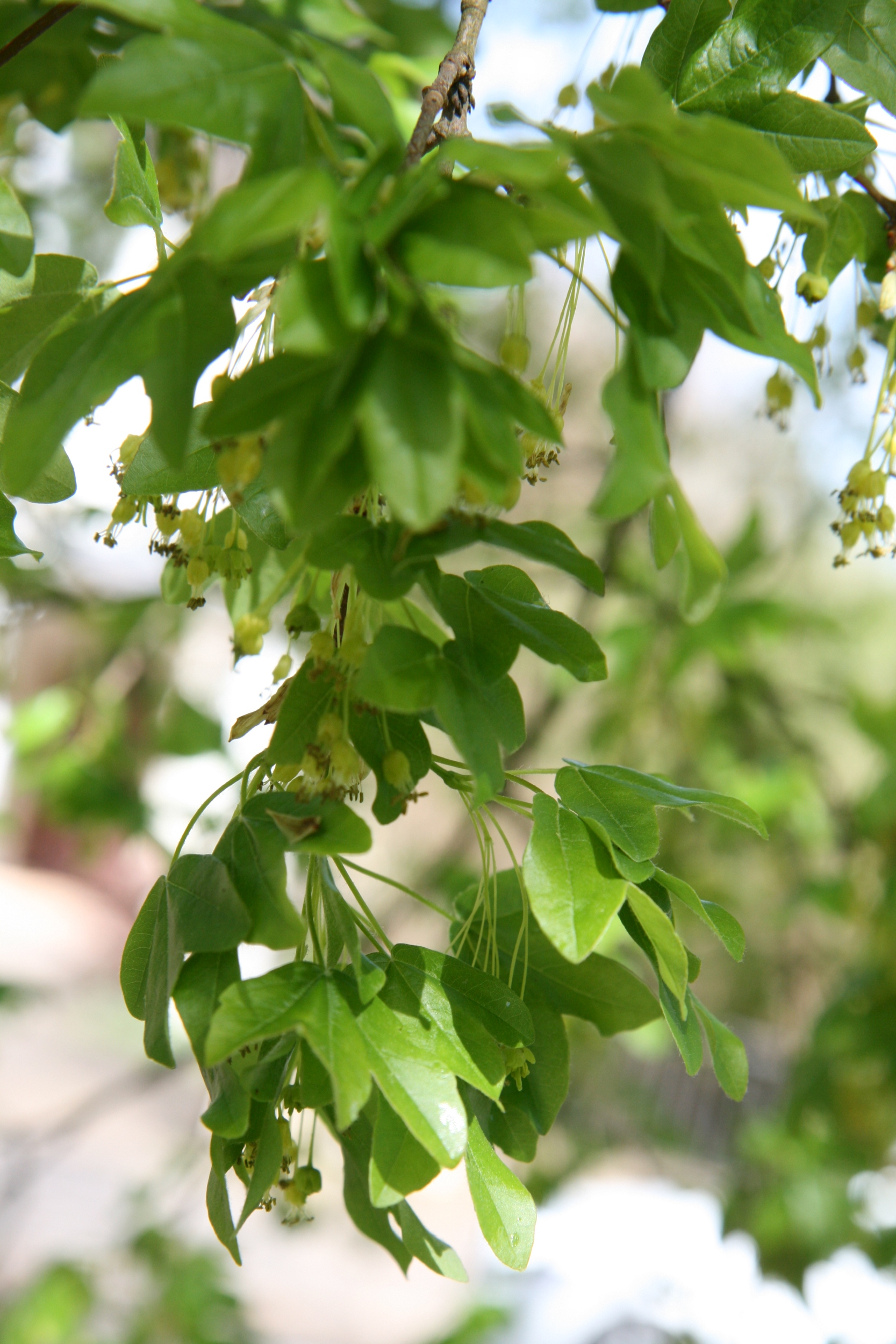 Acer monspessulanum - Eisenach - Mai 2026