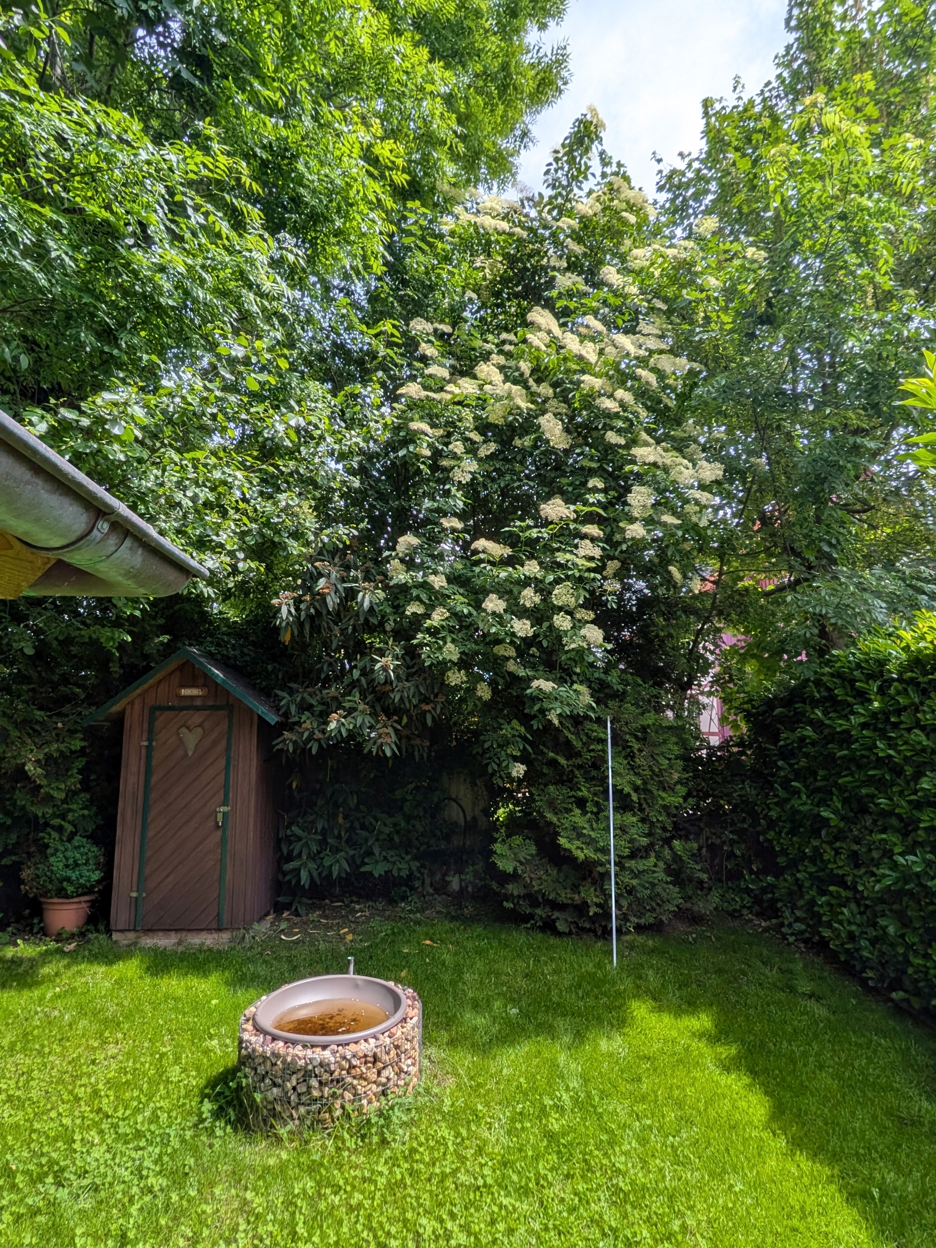 Sambucus nigra 'Laciniata' - Wernigerode - Mai 2026
