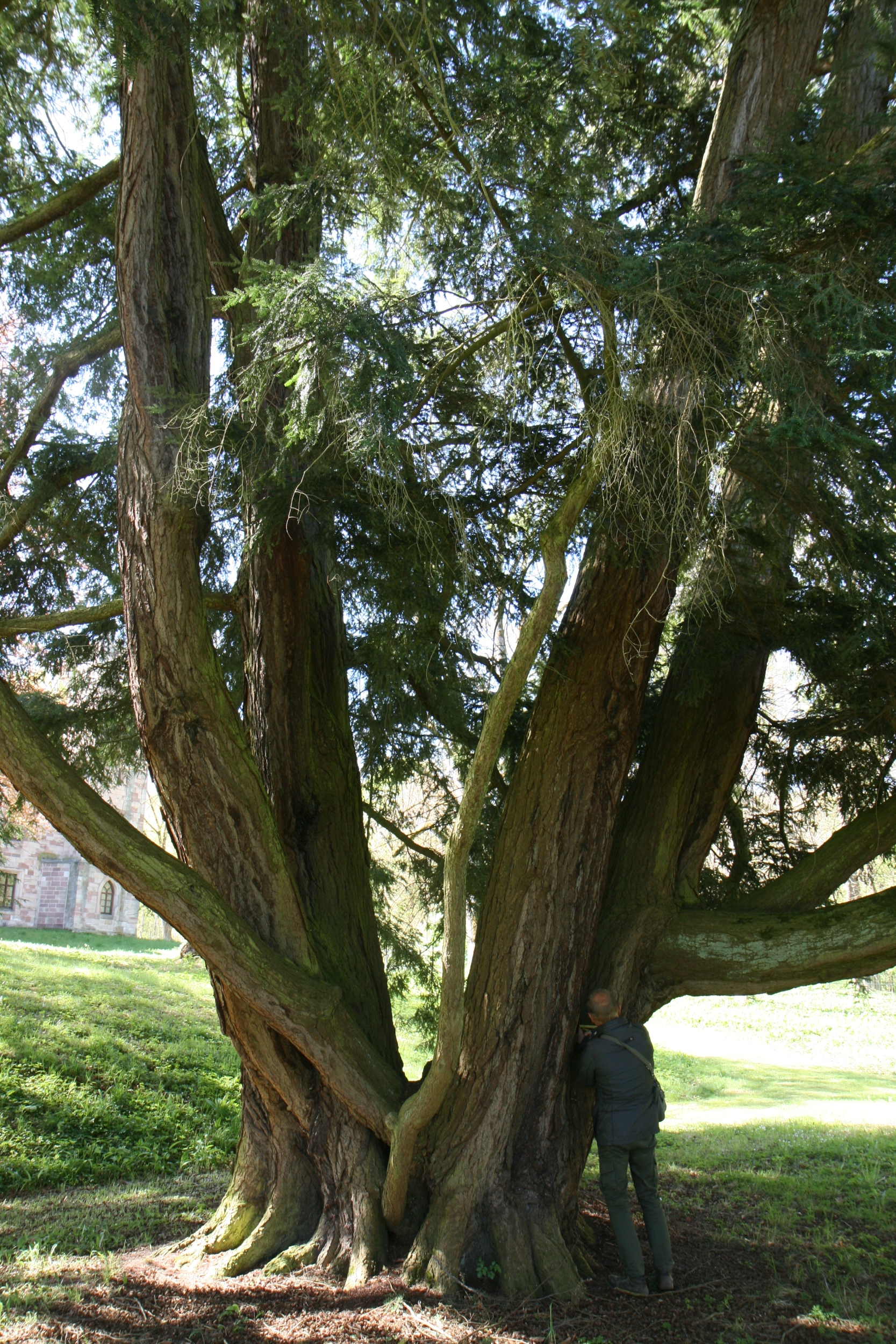 Tsuga canadensis - Friedrichroda-Reinhardsbrunn - Mai 2026
