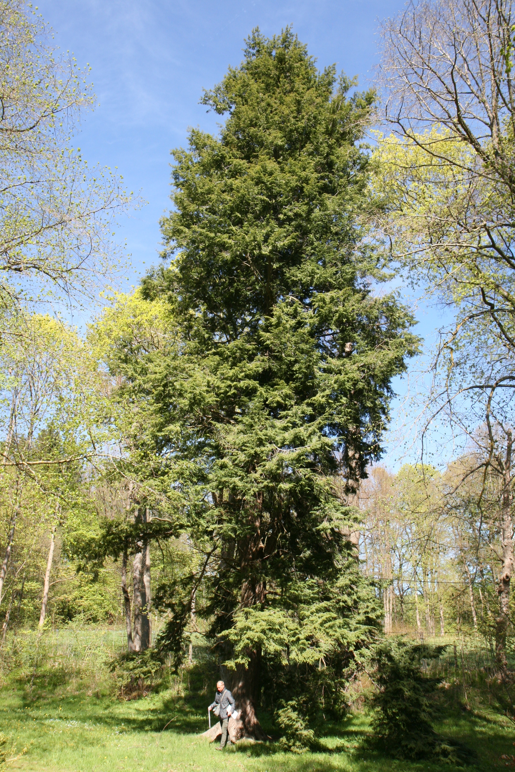 Tsuga canadensis - Friedrichroda-Reinhardsbrunn - Mai 2026