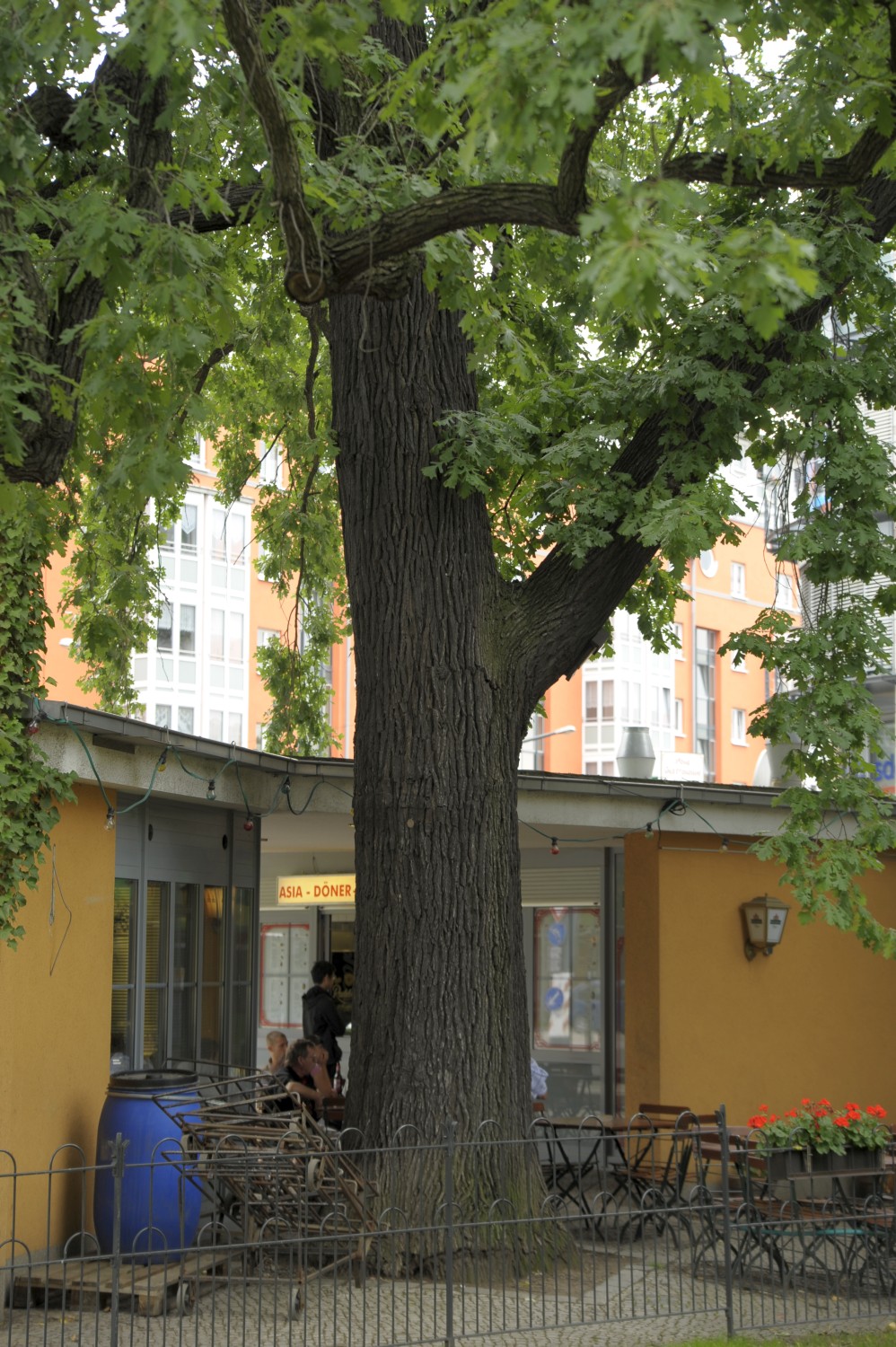 Quercus macrocarpa - Dresden, Fetscherplatz - 2009