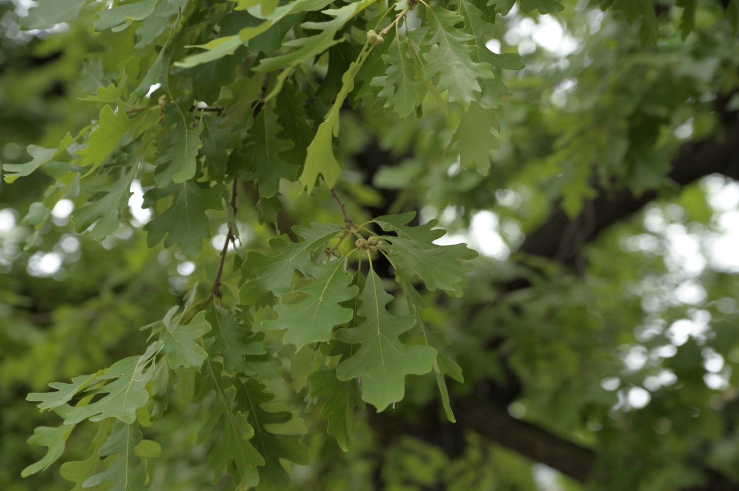 Quercus macrocarpa - Dresden, Fetscherplatz - 2009