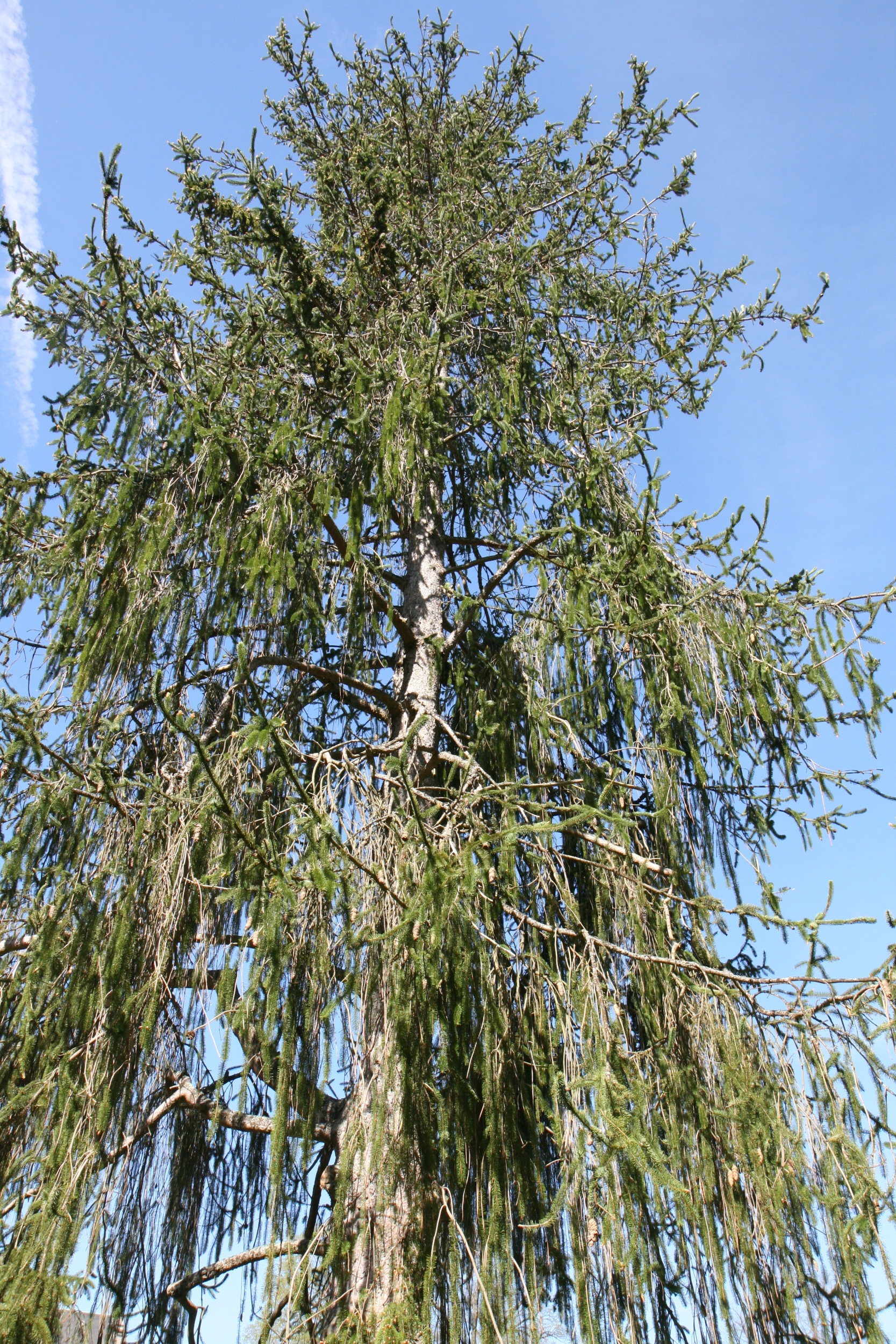 Picea abies 'Virgata' - Friedrichroda-Reinhardsbrunn - Mai 2026
