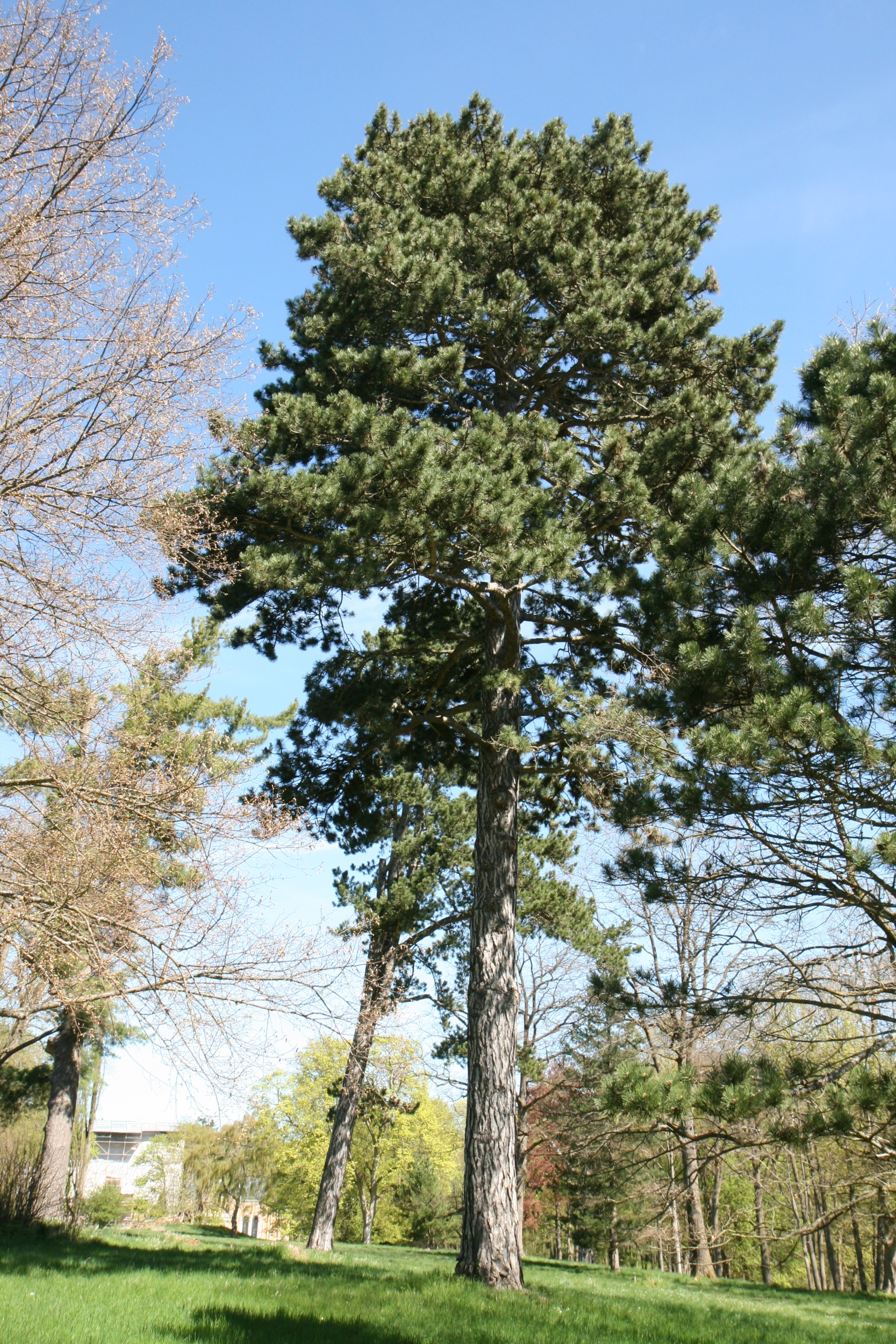 Pinus nigra - Friedrichroda-Reinhardsbrunn - Mai 2026