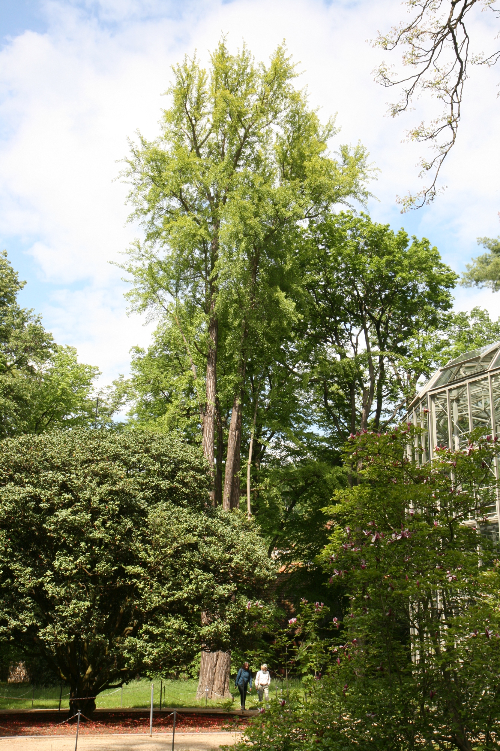 Ginkgo biloba - Dresden-Pillnitz - Mai 2026