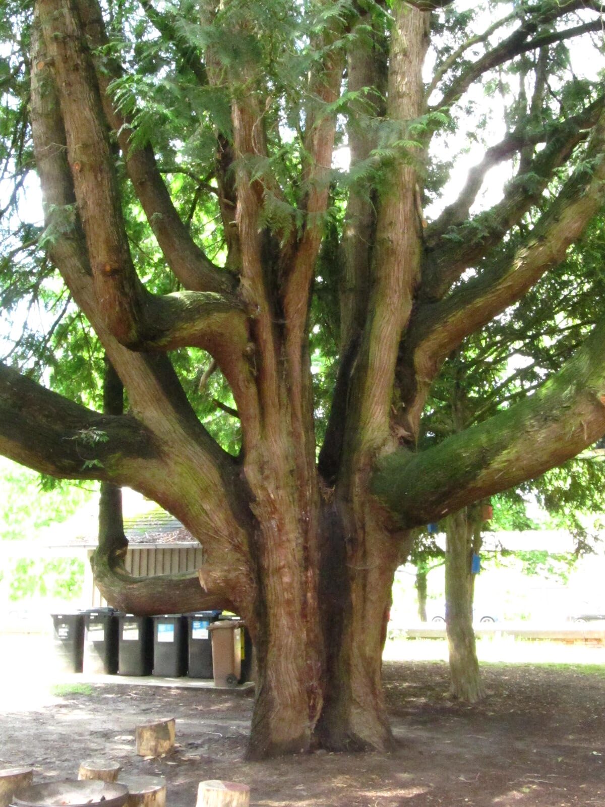 Thuja plicata - Bremen-Lesum - Mai 2026