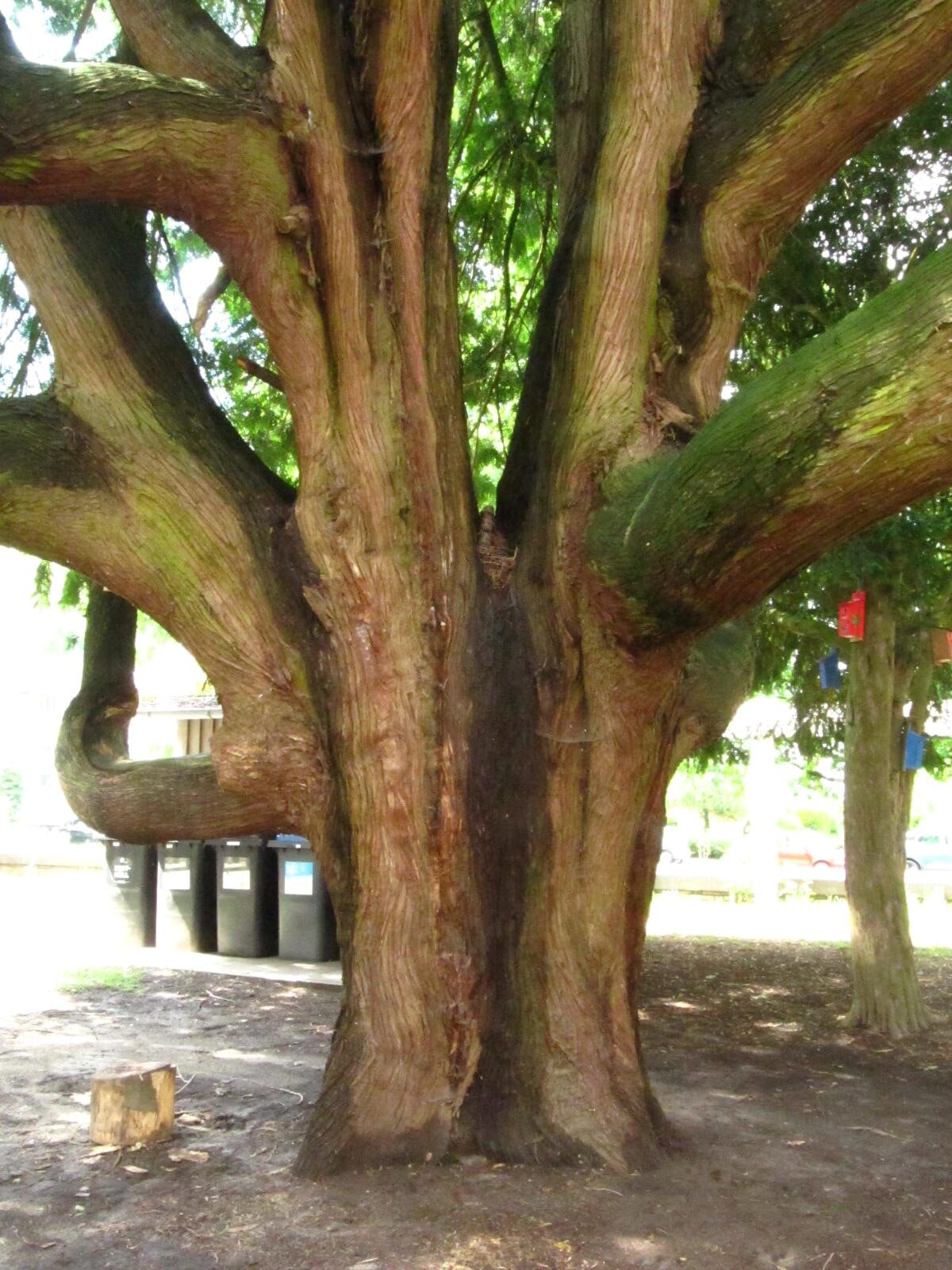 Thuja plicata - Bremen-Lesum - Mai 2026