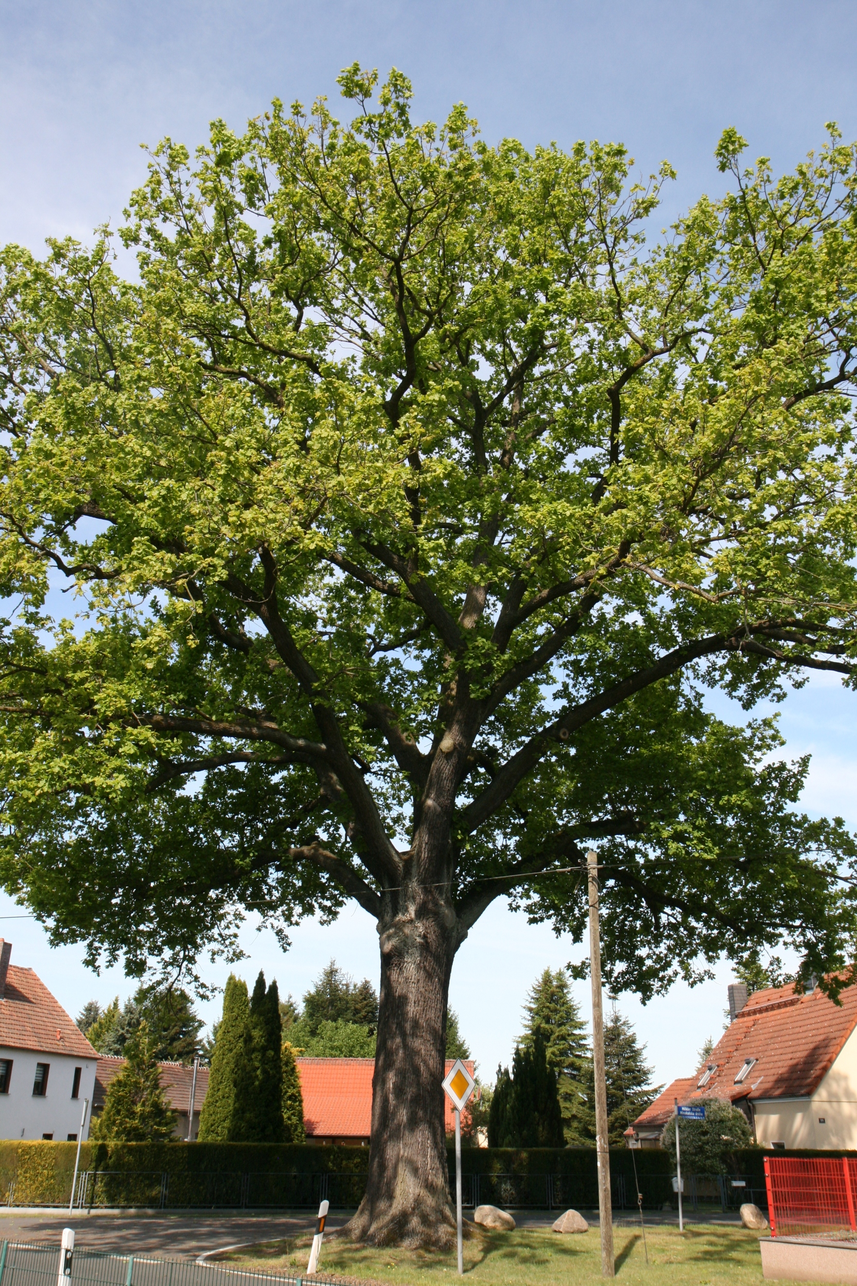 Quercus robur - Mönau Rauden - Mai 2026