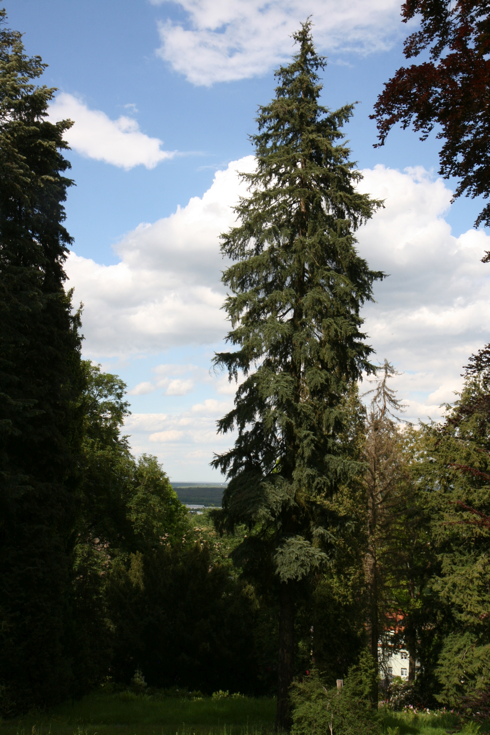 Tsuga mertensiana - Kamenz - Mai 2026