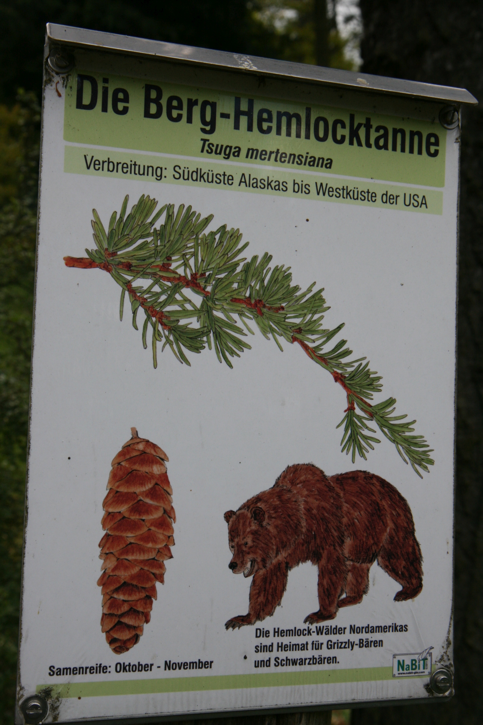 Tsuga mertensiana - Kamenz - Mai 2026