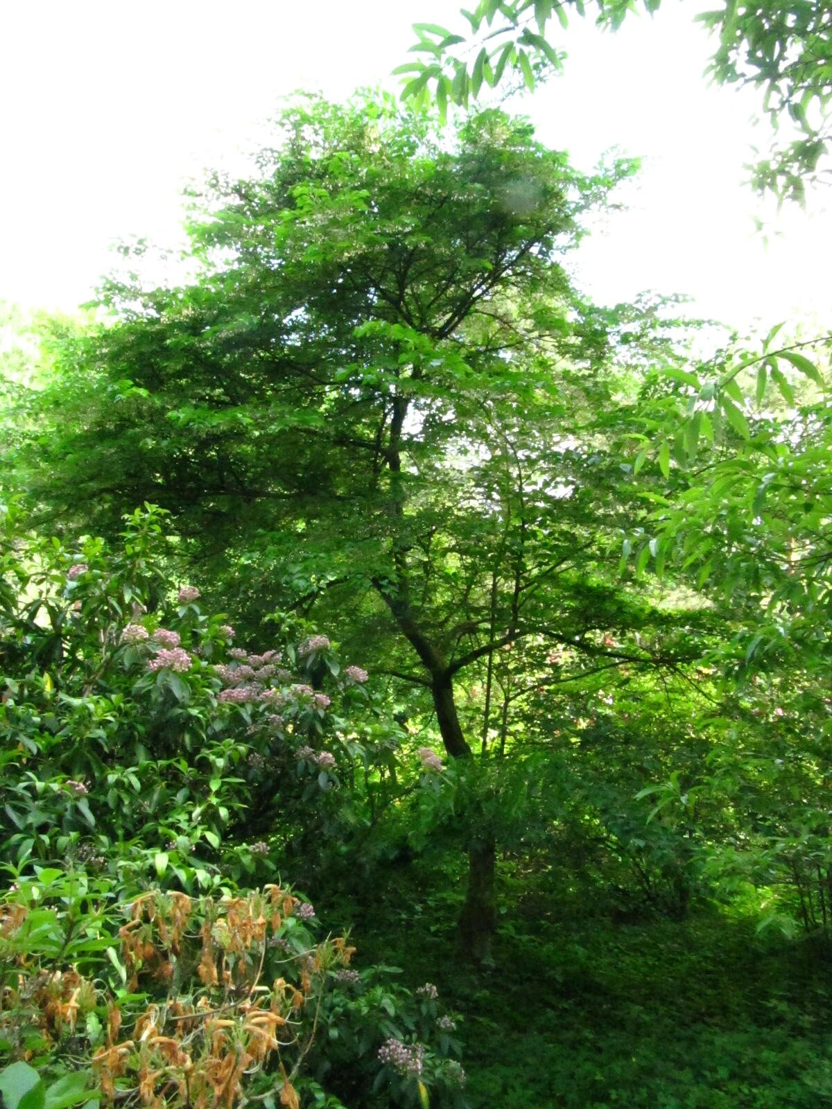 Styrax japonicus - Wiefelstede-Gristede - Mai 2026