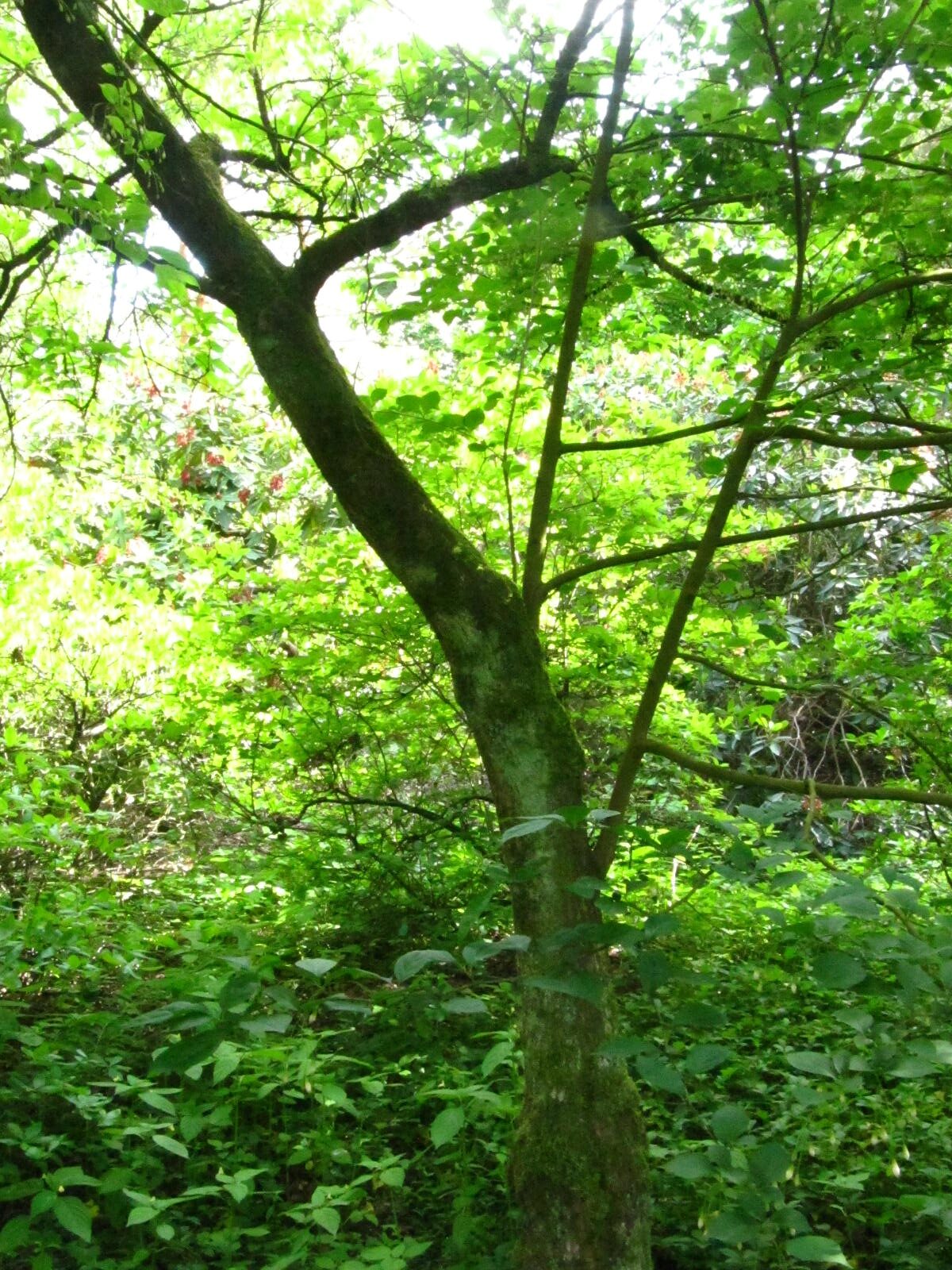 Styrax japonicus - Wiefelstede-Gristede - Mai 2026