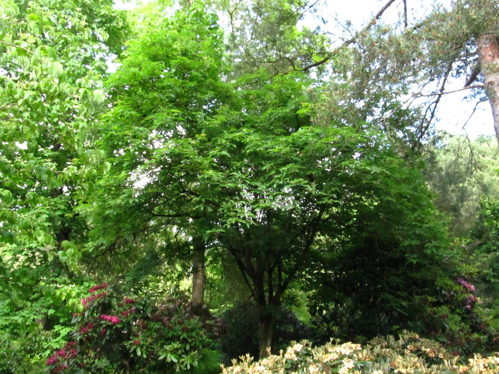 Acer triflorum - Wiefelstede-Gristede - Mai 2026