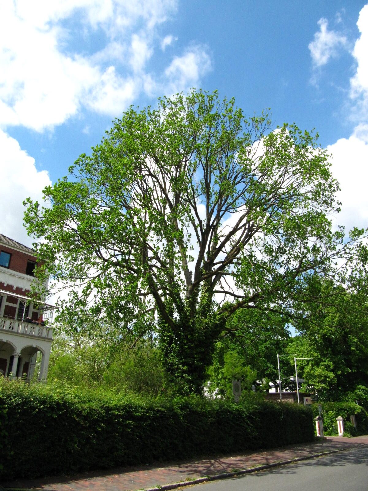 Ulmus glabra 'Exoniensis' - Oldenburg-Haarenesch - Mai 2026