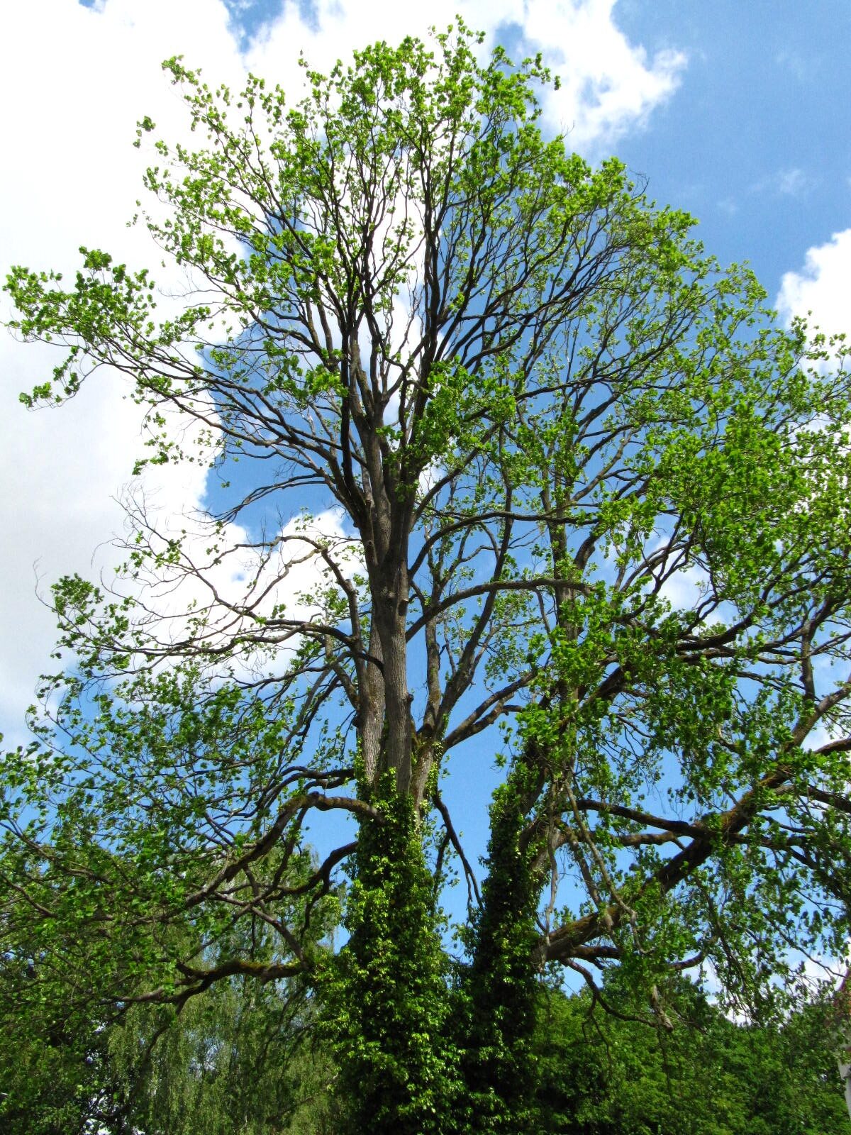 Ulmus glabra 'Exoniensis' - Oldenburg-Haarenesch - Mai 2026