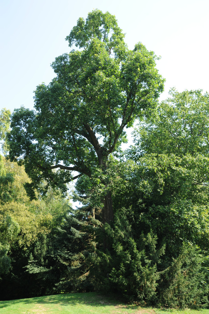 Quercus macrocarpa - Stuttgart Hohenheim - 2014