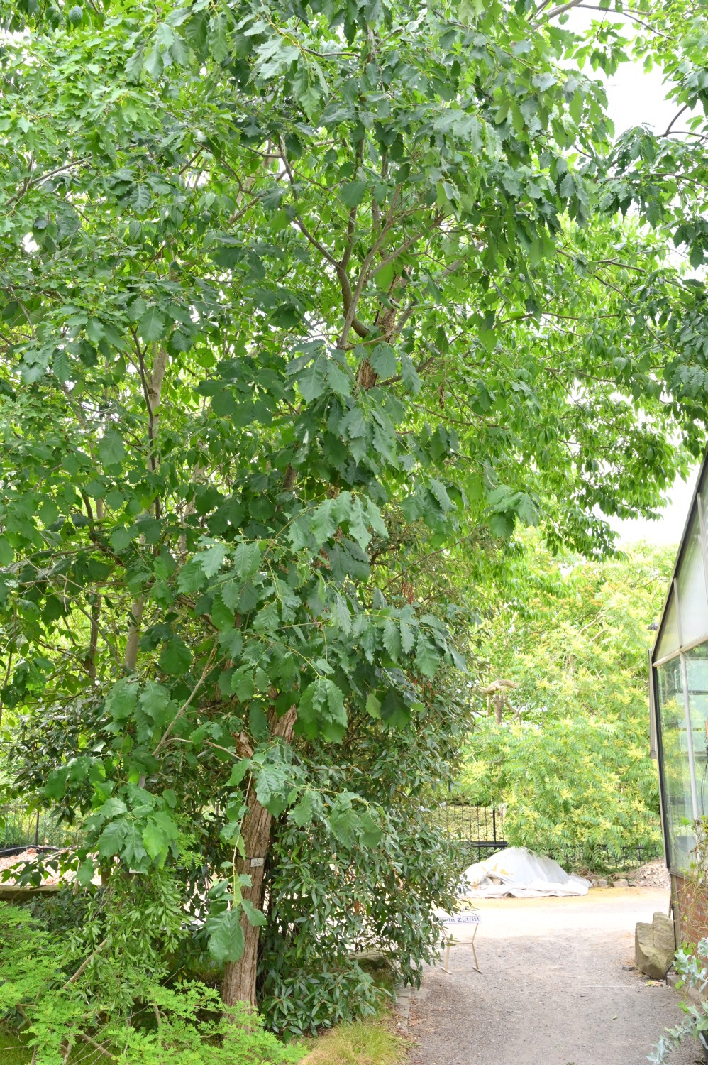 Quercus muehlenbergii - Dresden Botanischer Garten - 2022