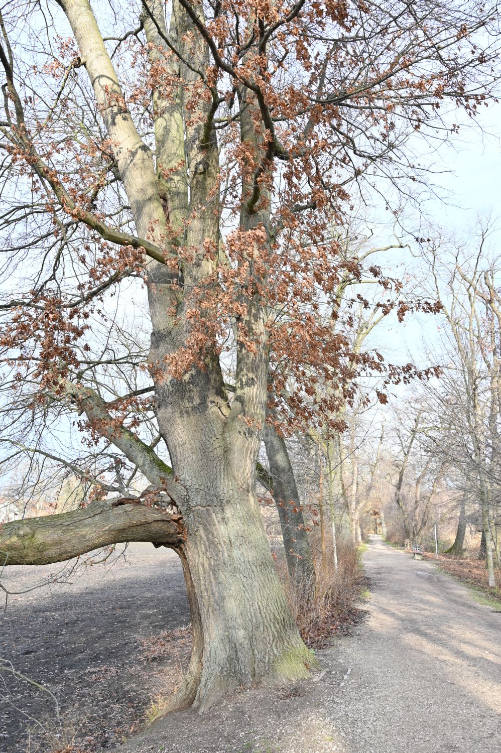 Quercus palustris - Nürnberg, Dutzendteich - Dezember 2019