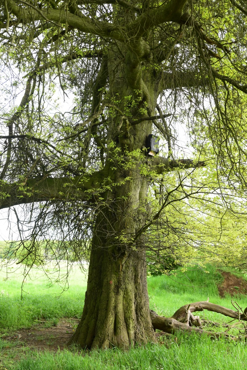 Quercus palustris - Magdeburg Herrenkrugwiesen - Mai 2015