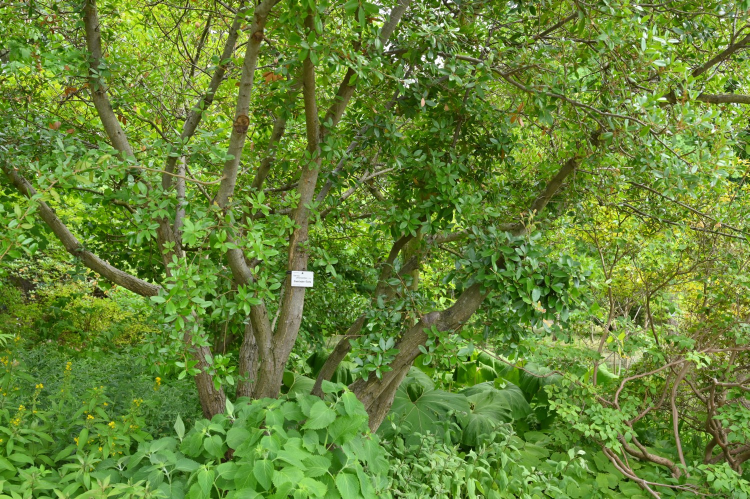 Quercus phillyreoides - Dresden Botanischer Garten - 2022
