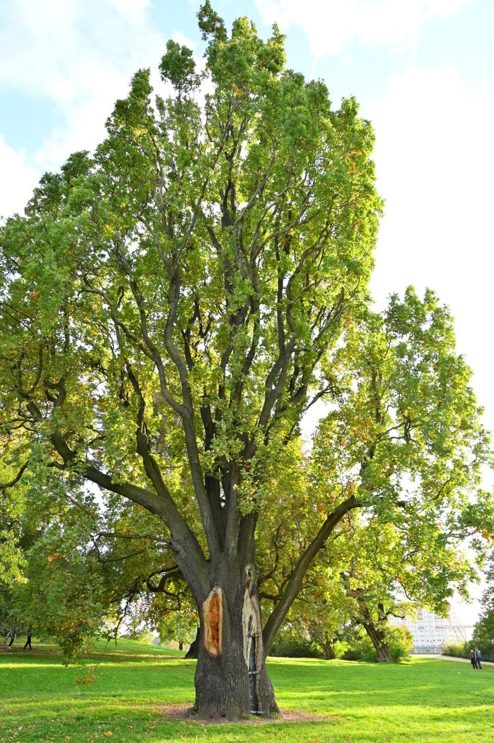 Quercus robur Fastigiata-Gruppe - Dresden - 2022