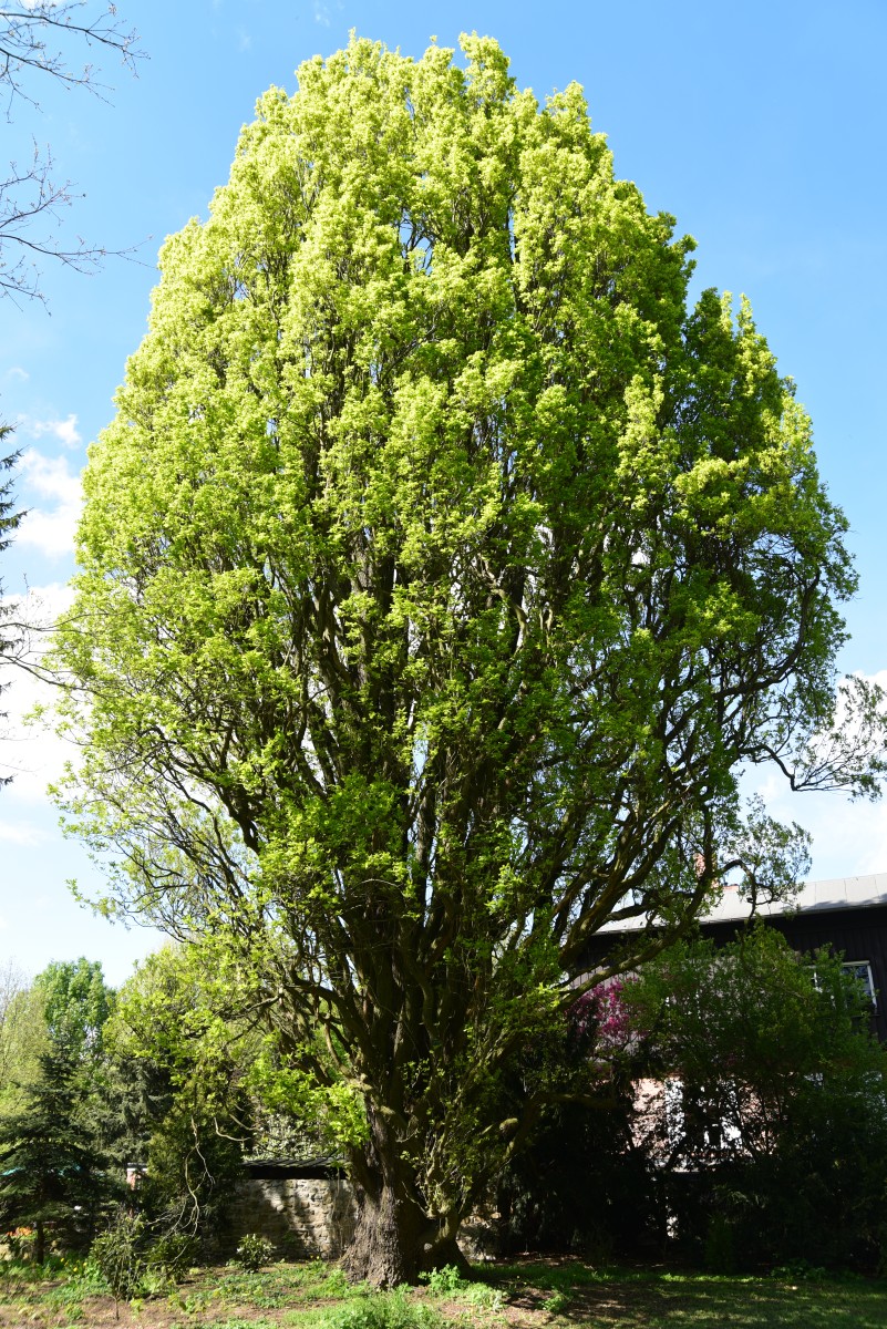 Quercus robur Fastigiata-Gruppe - Magdeburg Herrenkrugpark - Mai 2015