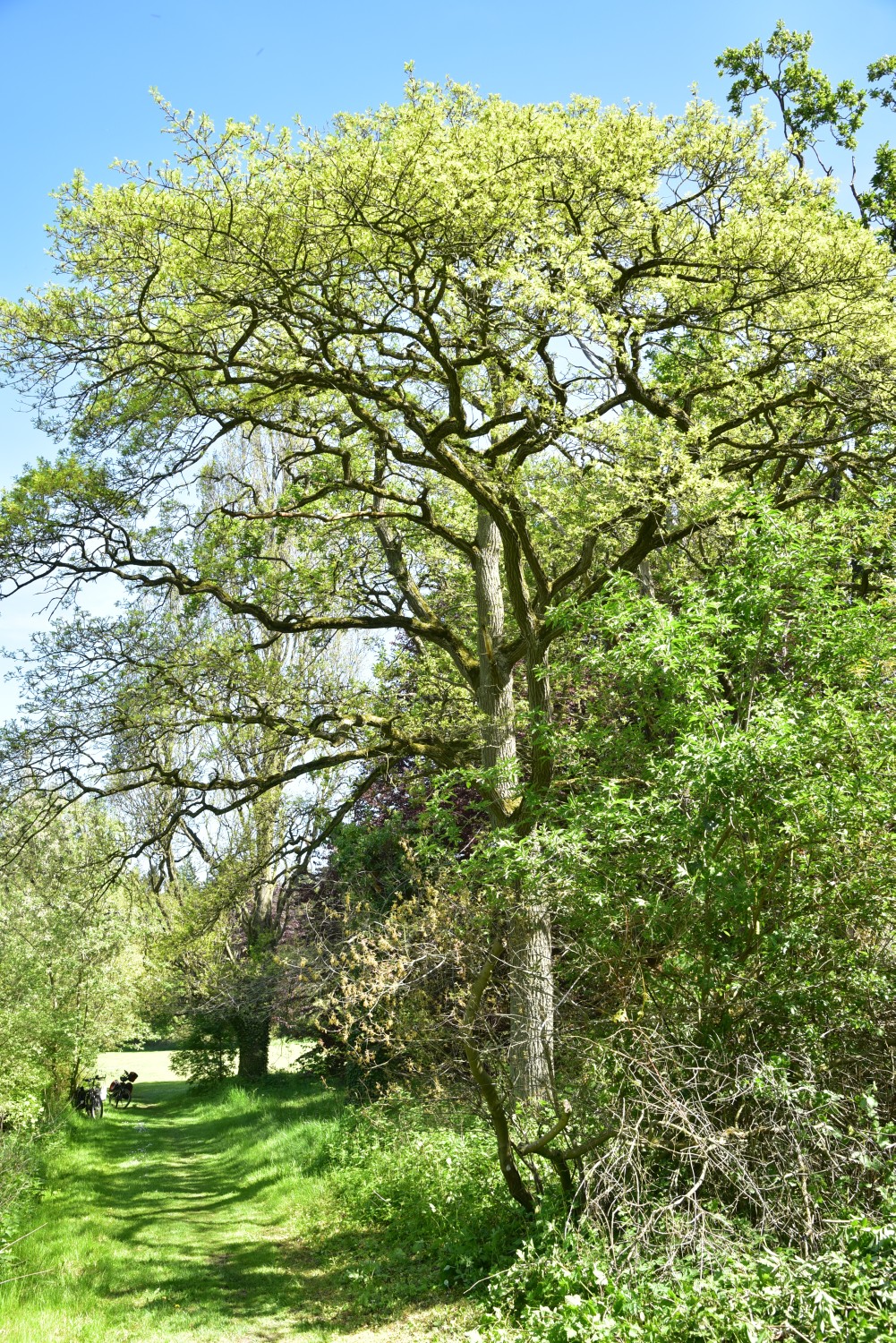 Quercus robur 'Pectinata' - Neetzow - 2017