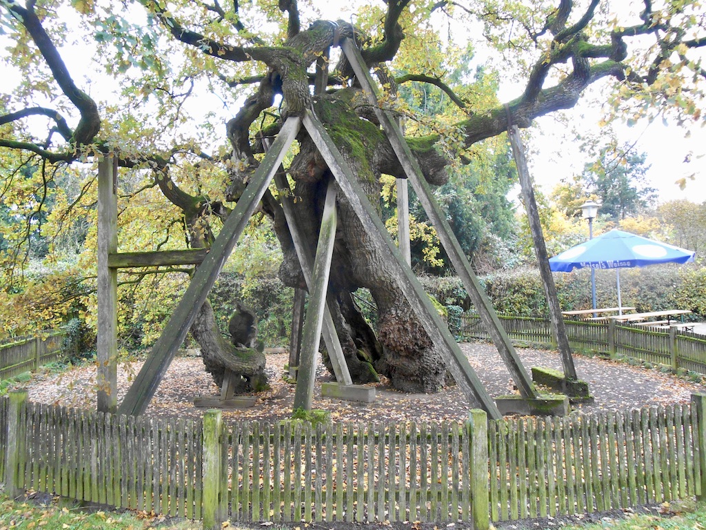 Quercus robur - Erle - Oktober 2021