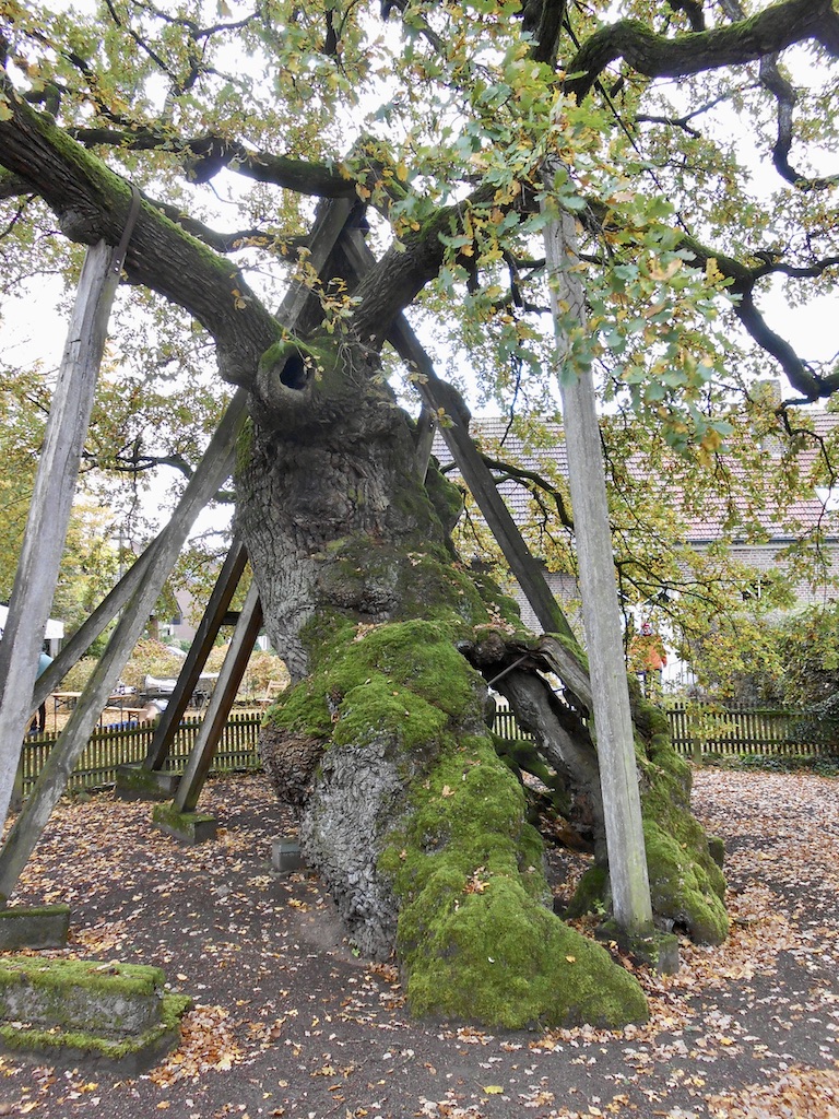 Quercus robur - Erle - Oktober 2021