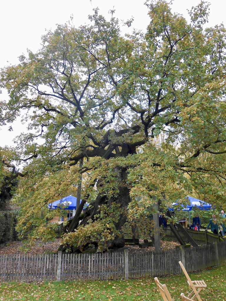 Quercus robur - Erle - Oktober 2021