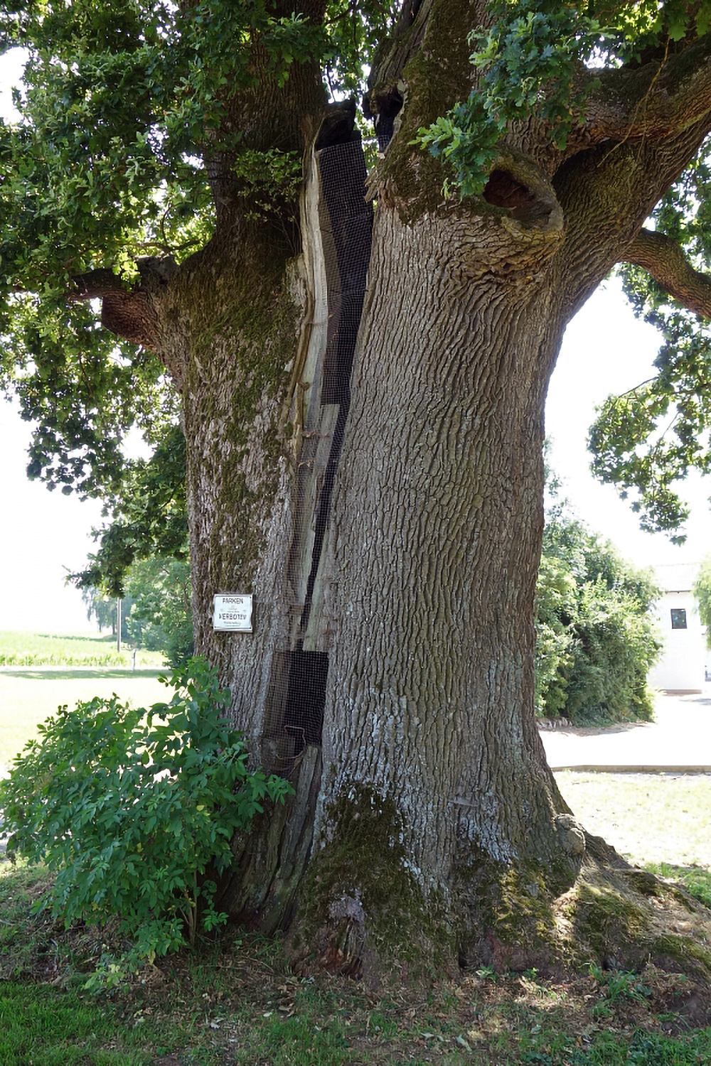 Schlosseiche - Eisolzried - Aug. 2017