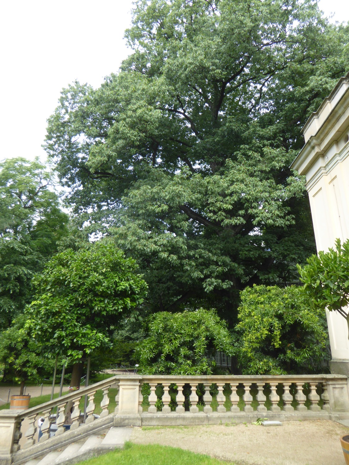 Quercus rubra - Dresden-Pillnitz - August 2016