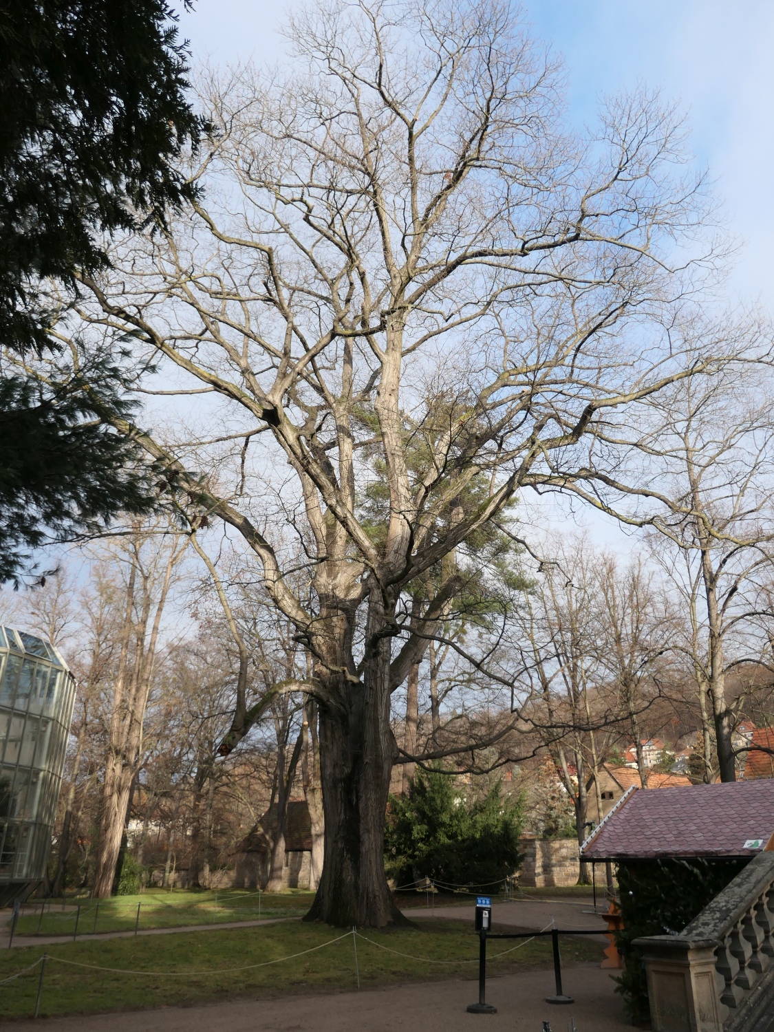Quercus rubra - Dresden-Pillnitz - Dezember 2012