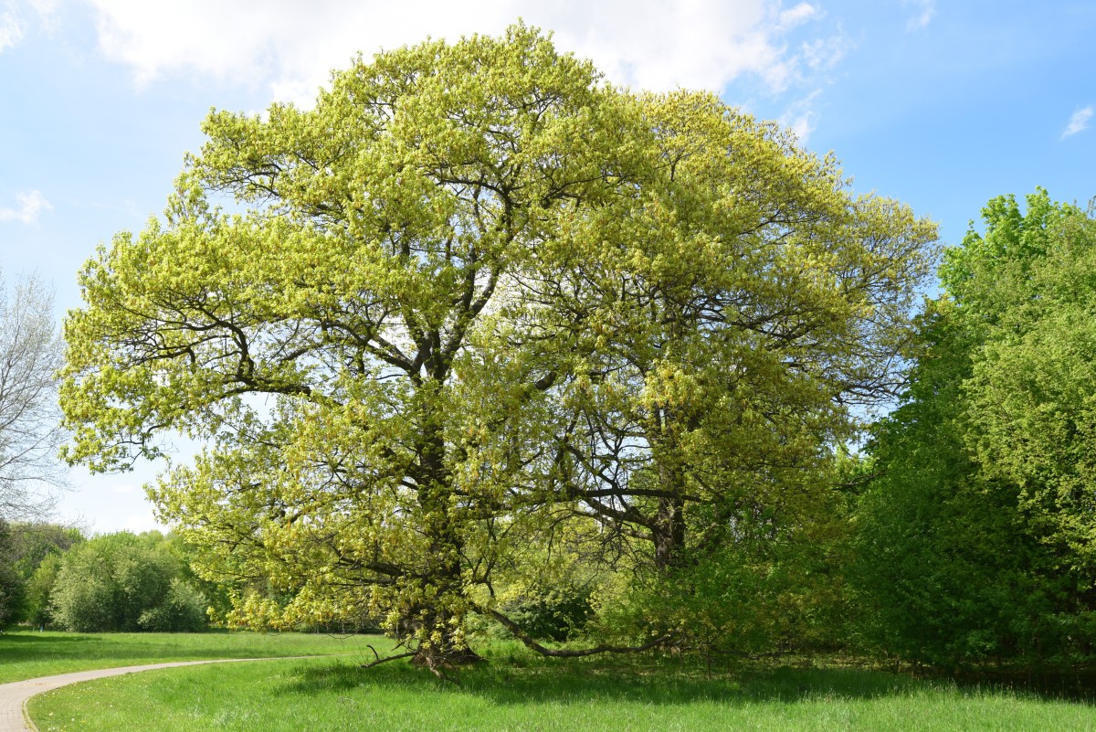 Quercus rubra - Magdeburg, Herrenkrugwiesen - 2015