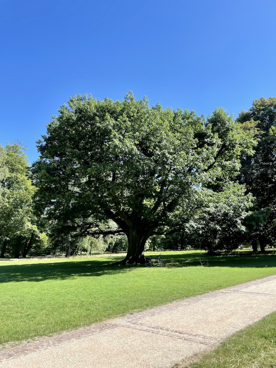 Quercus rubra - Bad Homburg - August 2024