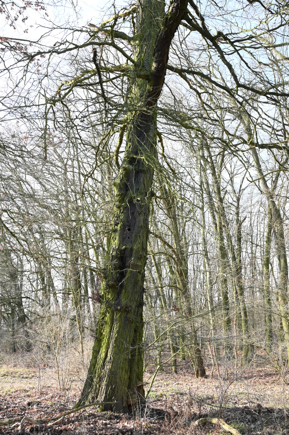 Gleditsia triacanthos - Dahlewitz - 2020